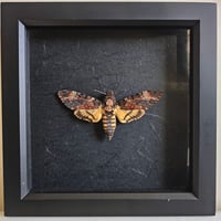 Copy of Framed - Death's-Head Hawkmoth IV