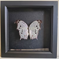 Framed - Forest Mother-Of-Pearl Butterfly