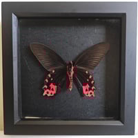 Framed - Red Bodied Swallowtail Butterfly