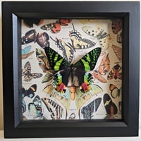 Vintage - Madagascan Sunset Moth