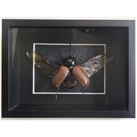 Deep Framed - Five-Horned Rhino Beetle