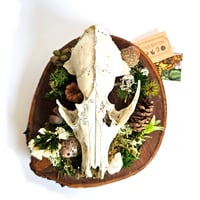 Image 1 of Woodland Themed Weathered Fox Skull Plaque