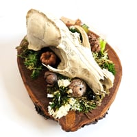 Image 2 of Woodland Themed Weathered Fox Skull Plaque