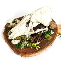 Image 3 of Woodland Themed Weathered Fox Skull Plaque