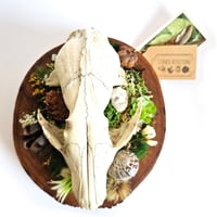 Image 1 of Woodland Themed Weathered Fox Skull Plaque II