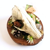 Image 2 of Woodland Themed Weathered Fox Skull Plaque II