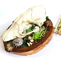 Image 3 of Woodland Themed Weathered Fox Skull Plaque II