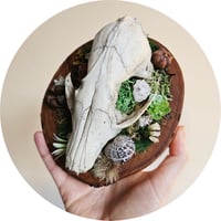 Image 4 of Woodland Themed Weathered Fox Skull Plaque II