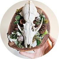 Image 4 of Woodland Themed Weathered Fox Skull Plaque