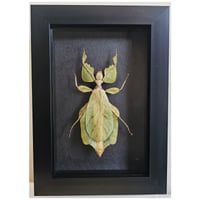 Framed - Walking Leaf Insect