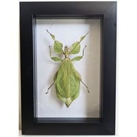 Framed - Walking Leaf Insect II