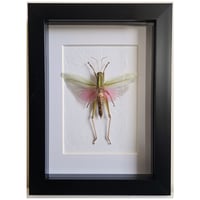 Framed - Rosea Pink Grasshopper