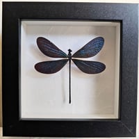 Framed - Vestalis Melania Damselfly I