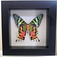 Framed - Madagascan Sunset Moth