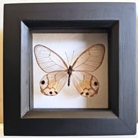 Framed - Amber Phantom Butterfly