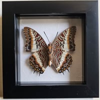 Framed - White Lined Charaxes Butterfly