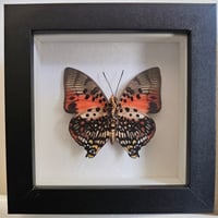 Framed - Zingha Charaxes Butterfly