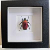 Framed - Red Flammea Flower Beetle