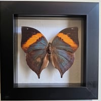 Framed - Indian Dead Leaf Butterfly