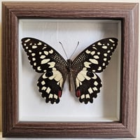 Rustic Framed - Citrus Swallowtail Butterfly
