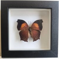 Framed - Salamis Anteva Butterfly