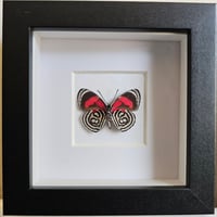 Framed - '80' Numberwing Butterfly
