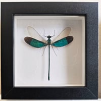 Framed - Stream Glory Damselfly