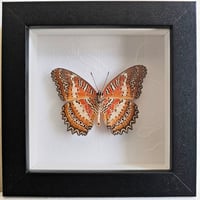 Framed - Leopard Lacewing Butterfly