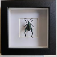 Framed - Frog Legged Beetle
