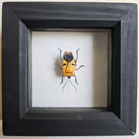 Framed - Elvis Man-Faced Stink Bug