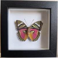 Framed - Hebe Pink Forester Butterfly