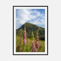 Image 1 of Foxgloves