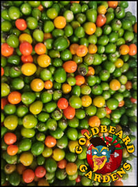 Image 2 of Spicy Tepin