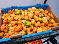 Image 2 of Hot Honey Habanero