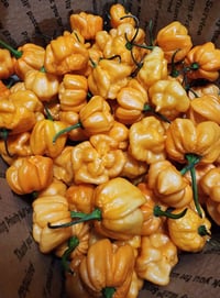 Image 2 of Bahamian Goat