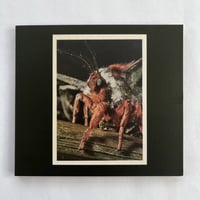 Primitive Wings - "Morphosis" CD