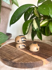 Image 1 of Potato Beetles