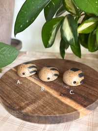 Image 2 of Potato Beetles