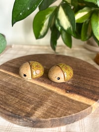 Image 1 of Olive Beetles