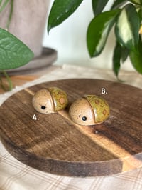 Image 2 of Olive Beetles