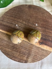 Image 3 of Olive Beetles