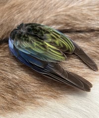 Image 2 of Eastern Rosella wing clip