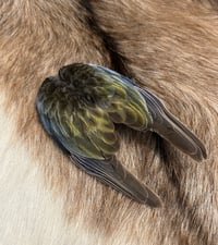 Image 1 of Eastern Rosella wing clip (muted colouring)