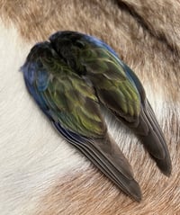 Image 2 of Eastern Rosella wing clip (medium)