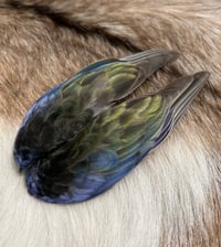 Image 1 of Eastern Rosella wing clip (medium)
