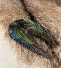 Image 1 of Eastern Rosella wing clip (long)