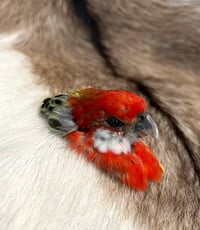 Image 1 of Rosella Head Mount Brooch