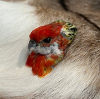 Image 2 of Rosella Head Mount Brooch