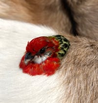 Image 1 of Rosella Head Mount Brooch (large)