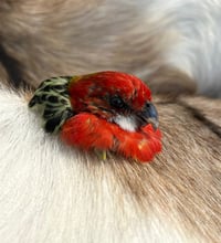 Image 2 of Rosella Head Mount Brooch (large)